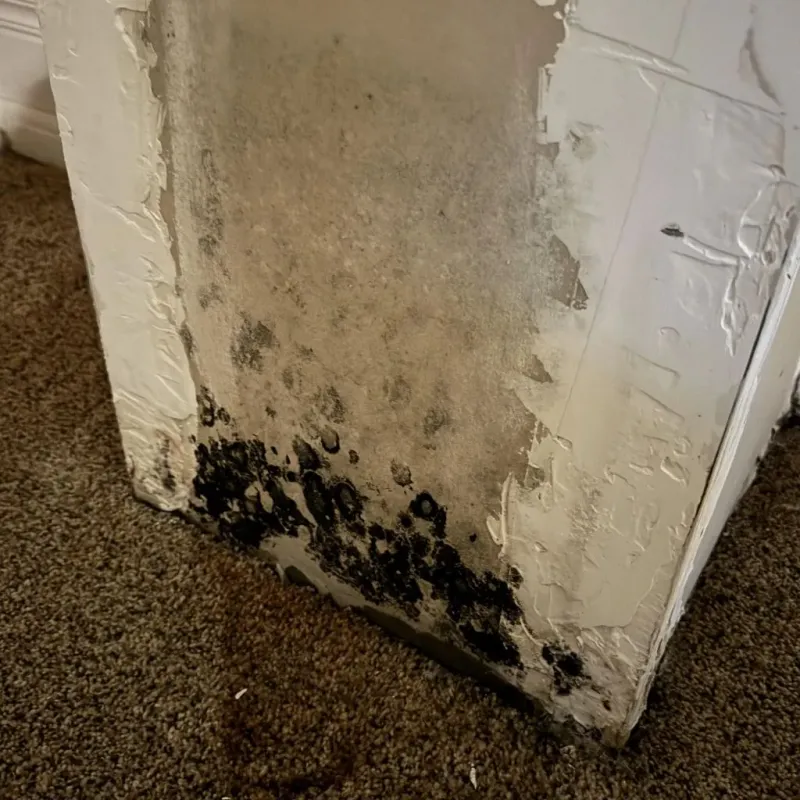 Professional Mold Removal in Fairlea, WV